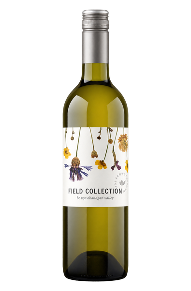 182846 Arrowleaf 2025 Field Collection White - Image 1